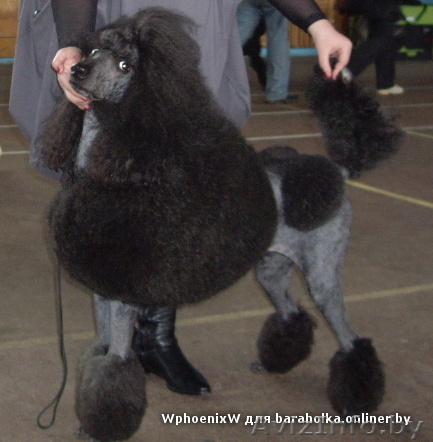 стрижка профессиональная - Изображение #1, Объявление #1154771