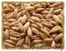 Куплю Тритикале фуражное - Изображение #1, Объявление #1122795