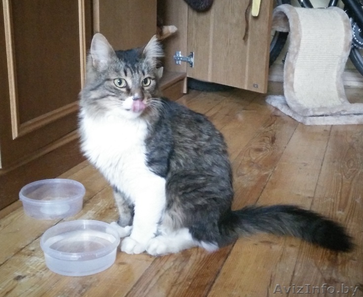 Найдена кошка (кот) тигрово-белый Минск, Тракторный завод - Изображение #1, Объявление #1175996