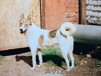 Западно-сибирская лайка - Изображение #1, Объявление #1177697