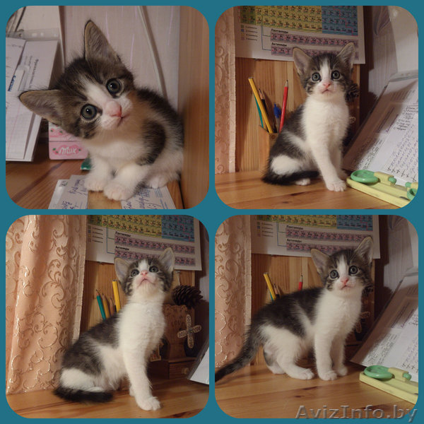 Отдам котят даром! - Изображение #1, Объявление #1179028