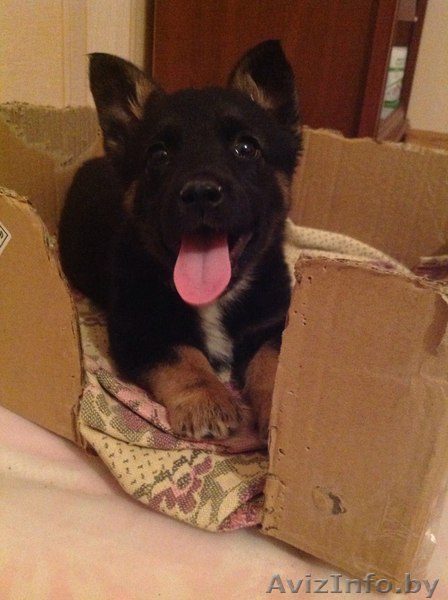 Щенок (девочка) в дар - Изображение #1, Объявление #1183571