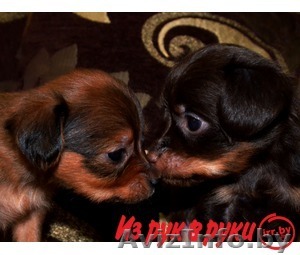 Продаем щенков Той-терьер - Изображение #1, Объявление #1192778