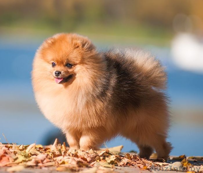 Померанский шпиц для вязок - Изображение #1, Объявление #1195877