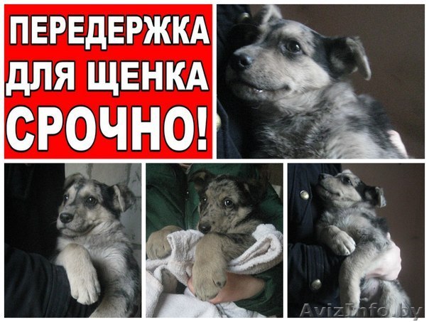 Мраморные щеночки верят в новогоднее чудо! - Изображение #1, Объявление #1189931