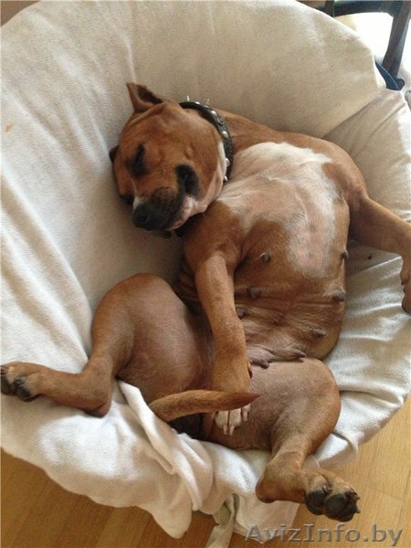 Возьму Вашу собаку на передерку - Изображение #1, Объявление #1184535