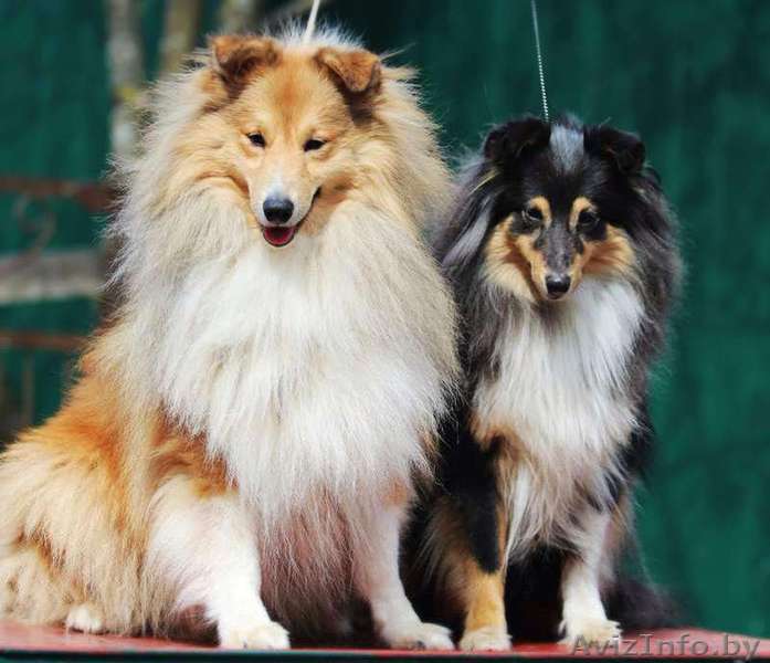 Шелти детки ждут родителей - Изображение #1, Объявление #1187836