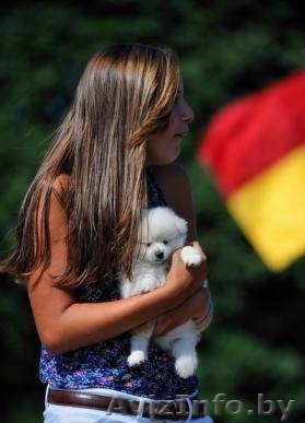 мужские и женские щенков померанского - Изображение #1, Объявление #1192118