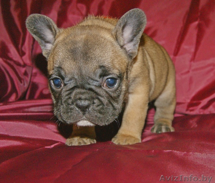 Французские бульдоги - щенки класса LUXX из питомника! - Изображение #1, Объявление #1194995