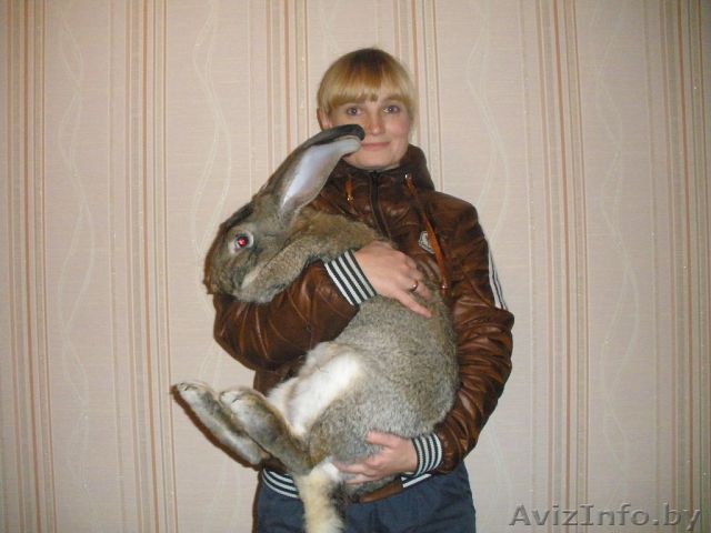 кролики мясных пород - Изображение #1, Объявление #1184057