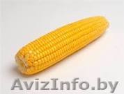 Кукуруза фуражная оптом - Изображение #1, Объявление #1189065