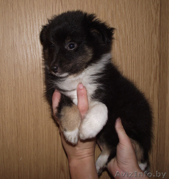 шелтёнок для любви - Изображение #1, Объявление #1197731