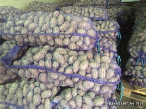 Семенной и продовольственный картофель! - Изображение #1, Объявление #1209488