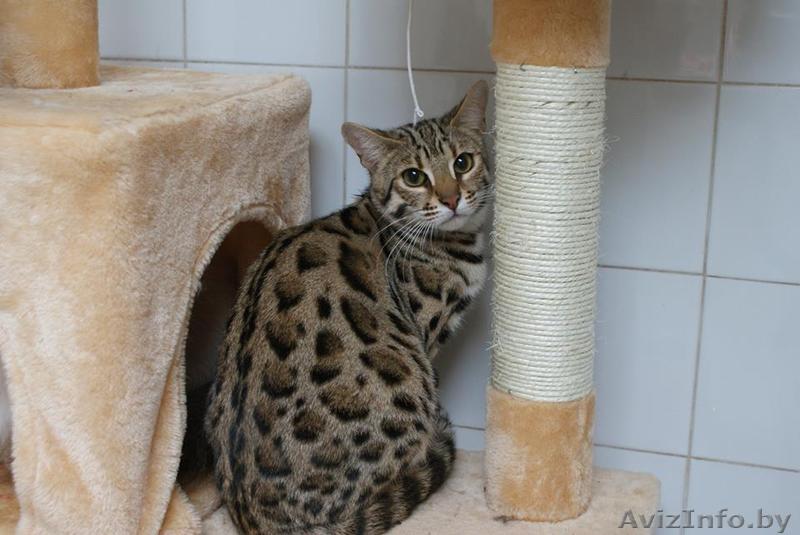 Продаю бенгалов и гибридов Ф1 от алк. - Изображение #1, Объявление #1205091