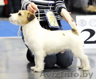 Тримминг собак, мкр-н Малиновка - Изображение #1, Объявление #1199268