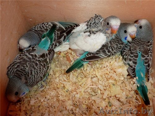 Оптом попугаи от 500 голов - Изображение #1, Объявление #1202660