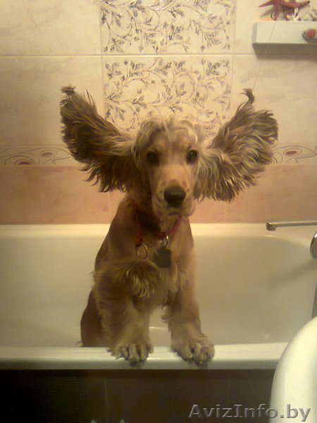 наливная ванна. минск и область - Изображение #1, Объявление #1201626