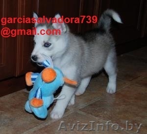 Сибирский хаски щенок - Изображение #1, Объявление #1199067