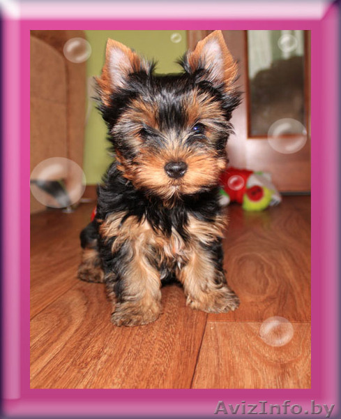 щенки йоркшиского терьера - Изображение #1, Объявление #1200707