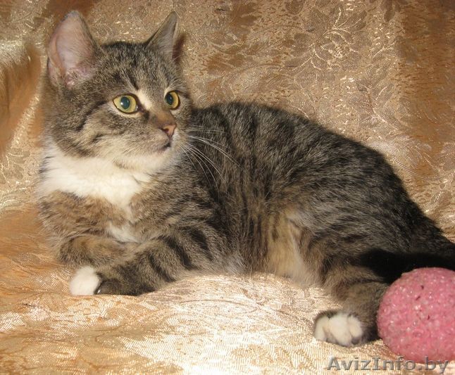 котята в дар,в добрые руки - Изображение #1, Объявление #1199051