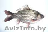 ЖИВЕЦ от KARNAMIR.BY - Изображение #1, Объявление #1215246