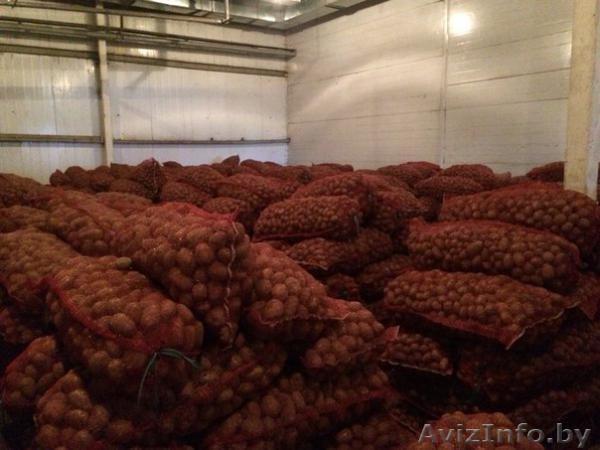 Реализуем Семенной картофель - Изображение #1, Объявление #1221486