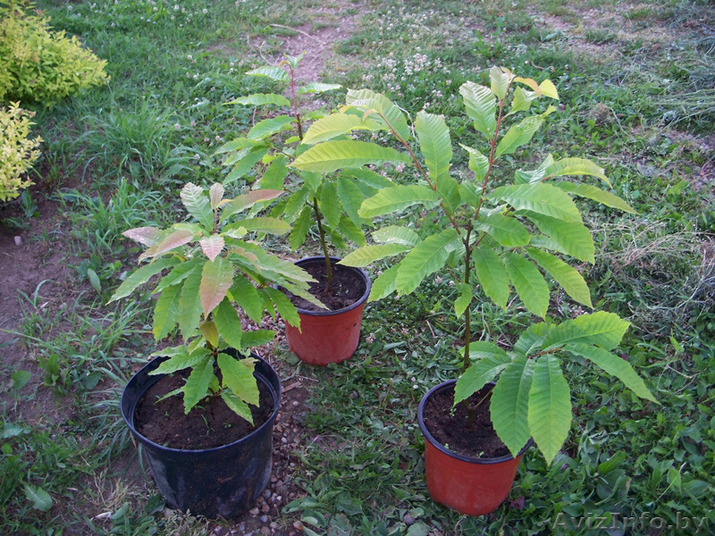 Каштан съедобный, грецкий орех, лещина пурпурная, красиво цветущие кустарники. - Изображение #1, Объявление #1226853