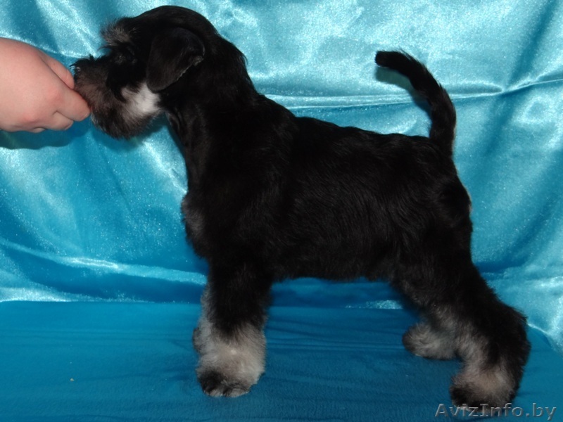 Цвергшнауцер мальчик черный с серебром - Изображение #1, Объявление #1224453