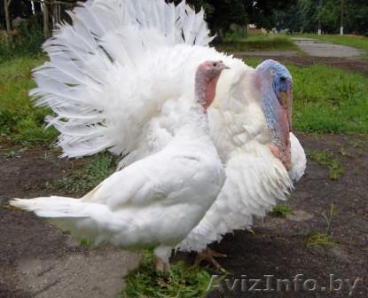 Продам индюшат БИГ-6 Польша - Изображение #1, Объявление #1241454