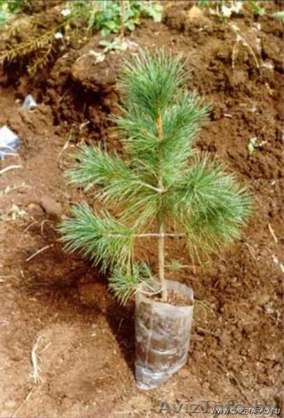 саженцы кедра и других хвойных  - Изображение #1, Объявление #1232242