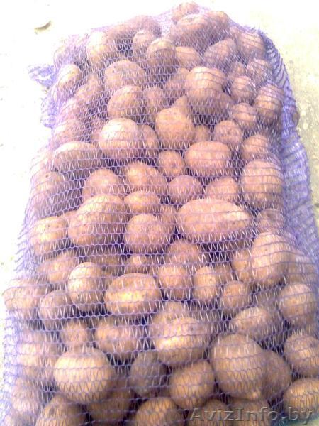 Картофель крупным оптом напрямую от производителя в Беларуси - Изображение #1, Объявление #1234626