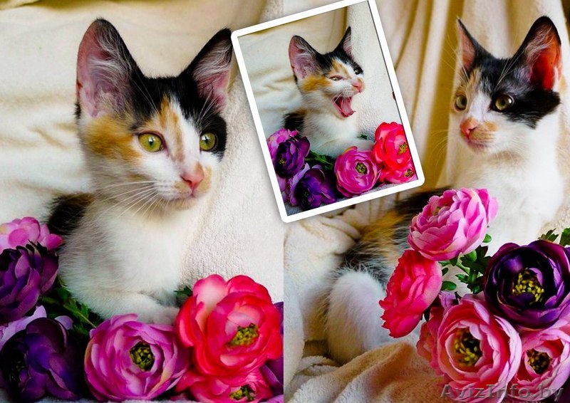 трехцветка в дар - Изображение #1, Объявление #1250671