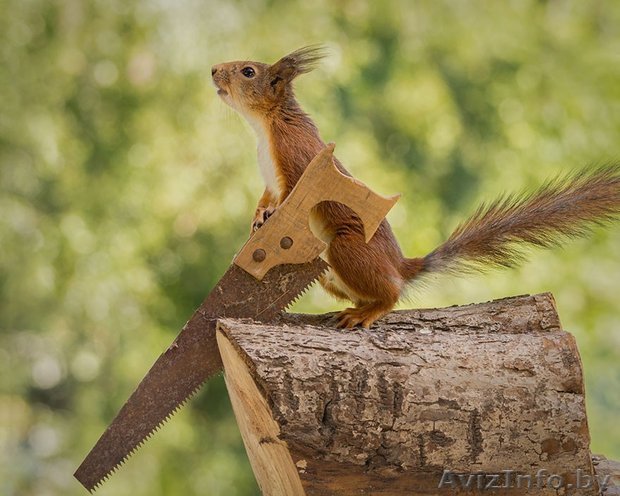 заточка-развод ленточных пил по дереву - Изображение #1, Объявление #565119