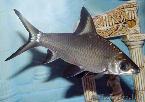 Акулий балу (акулий барбус) - Аквариумные рыбки - Изображение #1, Объявление #1263731
