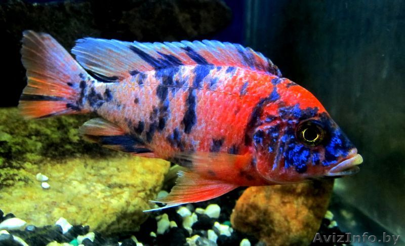 Аулонокара мультиколор - Аквариумные рыбки - Изображение #1, Объявление #795545