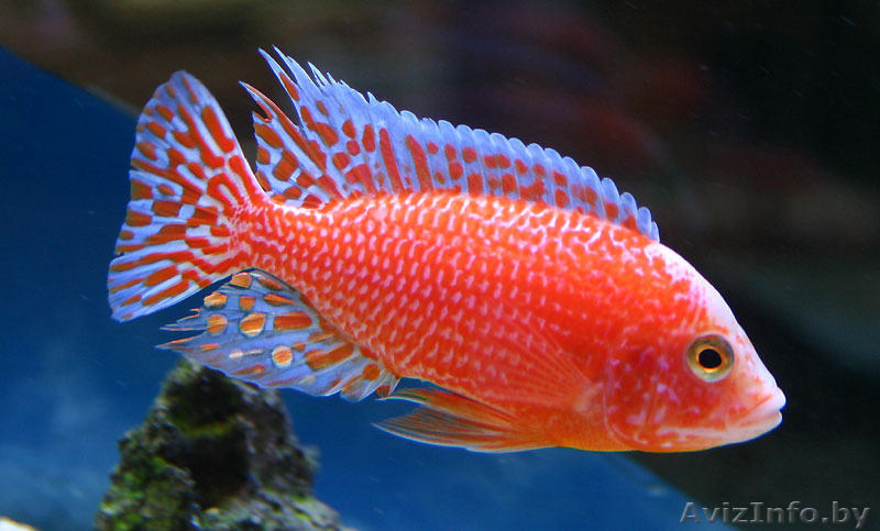 Аулонокара земляничная - Аквариумные рыбки - Изображение #1, Объявление #1263706