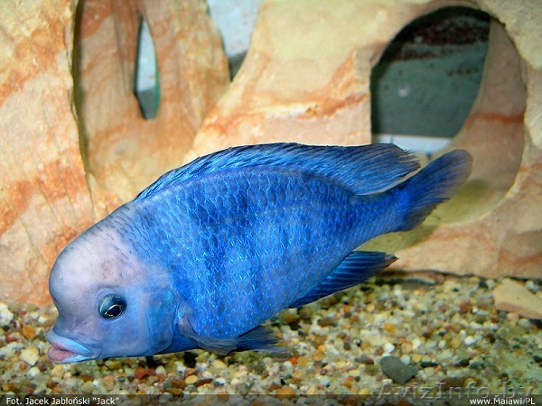 Дельфин голубой - Аквариумные рыбки - Изображение #1, Объявление #1263713