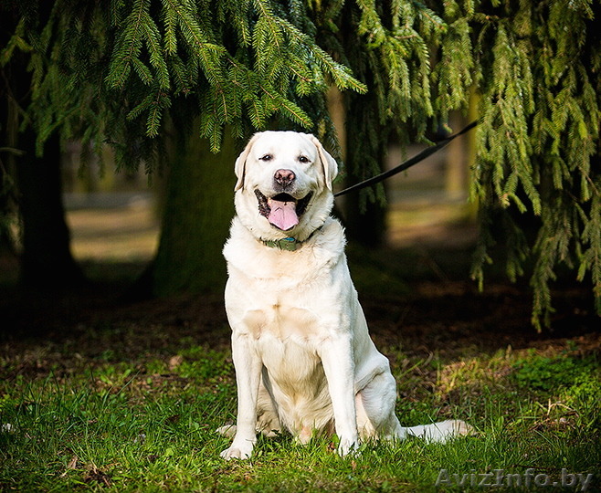 Красавец и умница лабрадор в дар - Изображение #1, Объявление #1259132