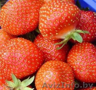 Клубника голландская ранняя оптом - Изображение #1, Объявление #1266977