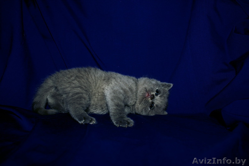 Британские котята.Продажа - Изображение #1, Объявление #1259158