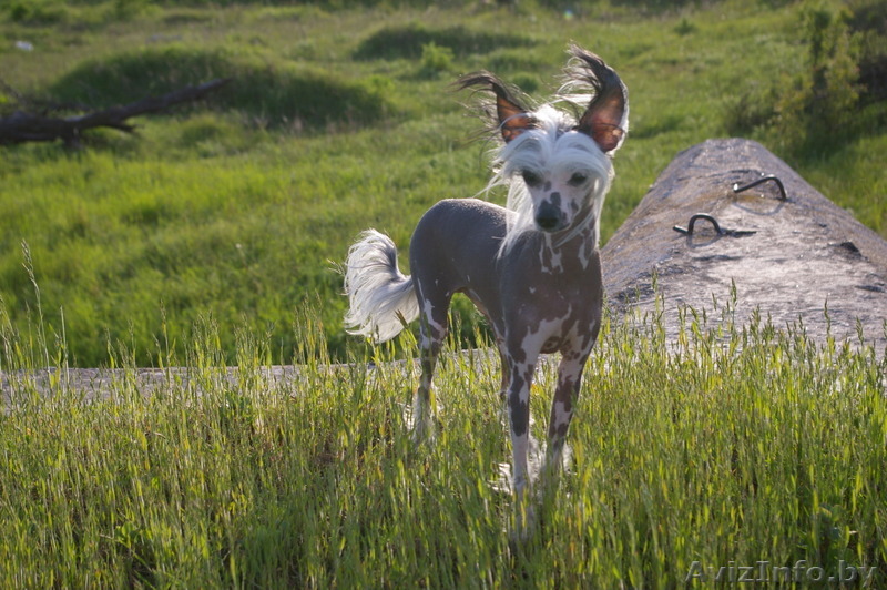 Сдам пол дома (дачу) в Зелёном (Заславль) - Изображение #1, Объявление #1261628
