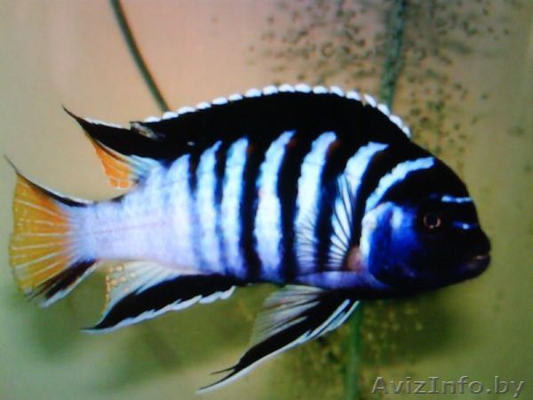 Псевдотрофеус элонгатус  - Аквариумные рыбки - Изображение #1, Объявление #1263727