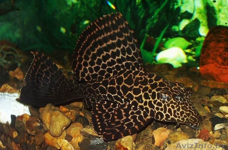 Сом парчовый - Аквариумные рыбки - Изображение #1, Объявление #1263732
