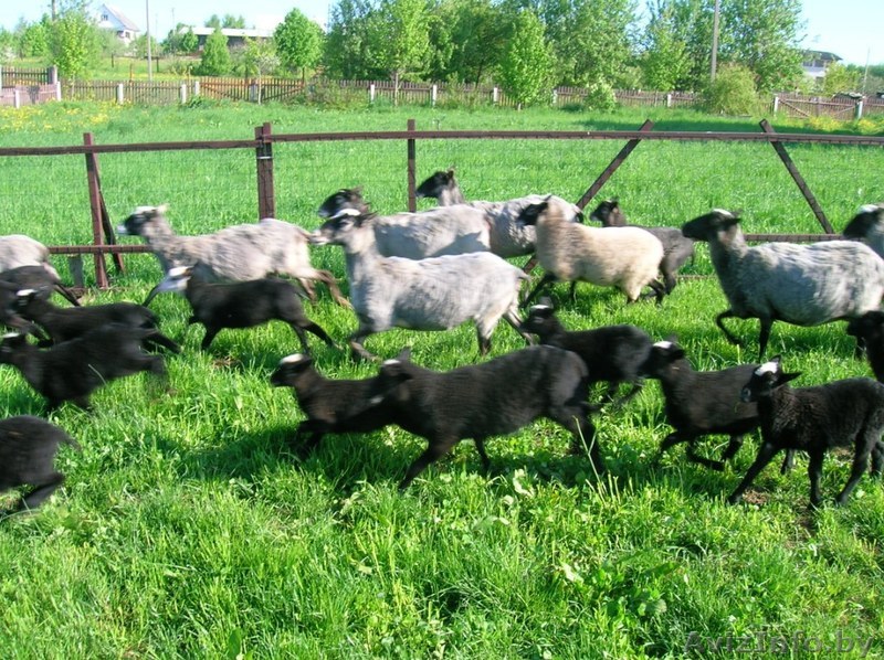 Романовские овцы - Изображение #1, Объявление #1278308