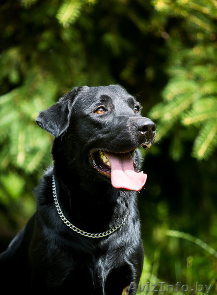 Блэк- черный красавец лабрадор в дар - Изображение #1, Объявление #1268414