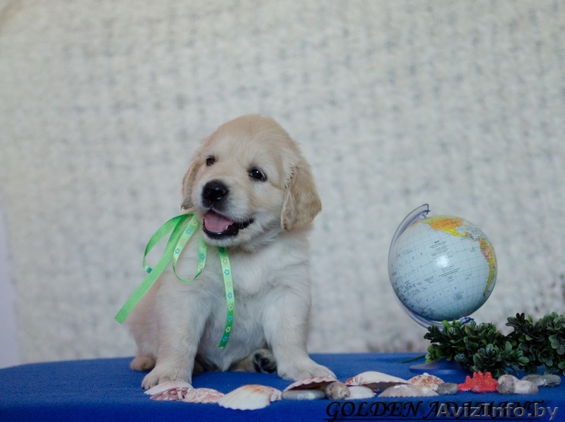 Малыши золотистого ретривера - Изображение #1, Объявление #1240156