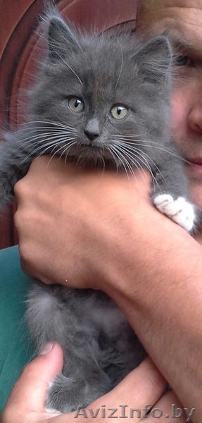 Котенка отдам в хорошие руки - Изображение #1, Объявление #1280655