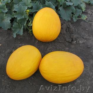 Семена дыни AGASI F1 / АГАСИ F1 фирмы Китано - Изображение #1, Объявление #1296167