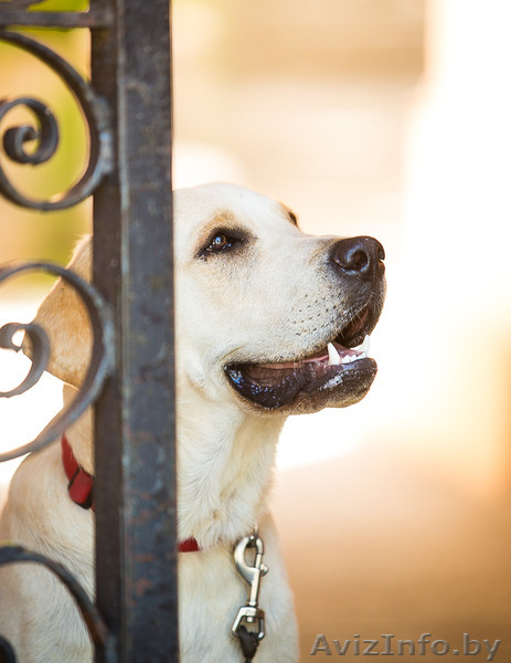 Сэм-подросток лабрадора в поисках нового дома - Изображение #1, Объявление #1263674