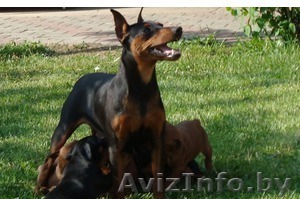 Щенок-девочка, настоящий чистокровный карликовый пинчер - Изображение #1, Объявление #1287644